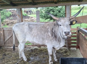 Lukač 3